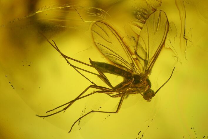 Three Large Fossil Flies (Diptera) In Baltic Amber #197744